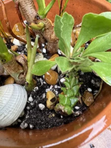 lfbmx03-philodendron-imbe-burle-marx-deco-IMG_2738