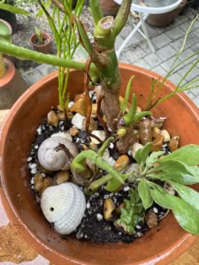 lfbmx03-philodendron-imbe-burle-marx-deco-IMG_2741