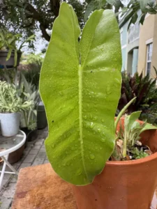 lfbmx03-philodendron-imbe-burle-marx-deco-IMG_2744