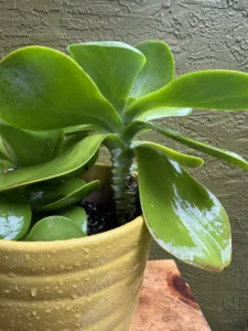 lfflp00-kalanchoe-thyrsiflora-flapjack-IMG_2075