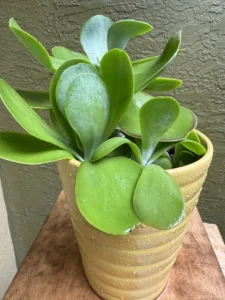 lfflp00-kalanchoe-thyrsiflora-flapjack-IMG_2077