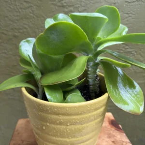 Kalanchoe thyrsiflora – Flapjack “OG Paddy” (Medium)