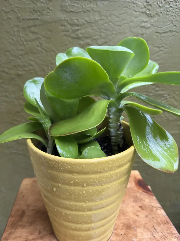 Kalanchoe thyrsiflora – Flapjack “OG Paddy” (Medium)