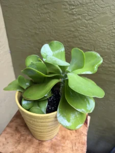 lfflp00-kalanchoe-thyrsiflora-flapjack-IMG_2097