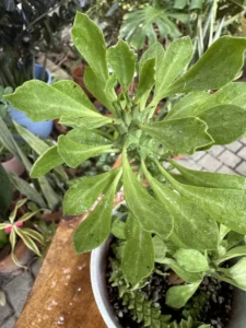 lfmdu02-euphorbia-stapelioides-variegated-medusa-plant-vara-IMG_2760