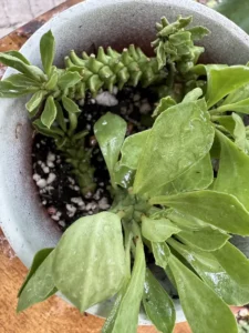 lfmdu02-euphorbia-stapelioides-variegated-medusa-plant-vara-IMG_2763