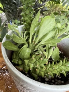 lfmdu02-euphorbia-stapelioides-variegated-medusa-plant-vara-IMG_2765