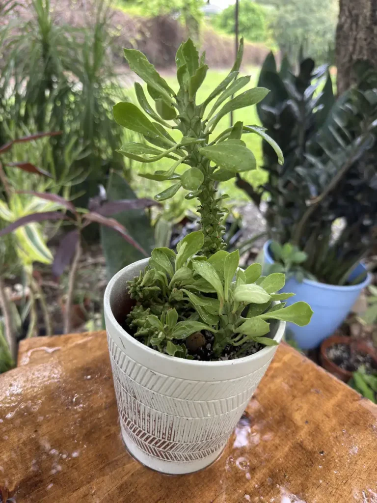 Euphorbia stapelioides ‘Variegated’ – Medusa Plant “Vara” (Small)