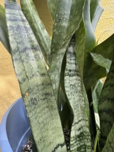 lfsan12-sansevieria-trifasciata-jaboa-IMG_1950