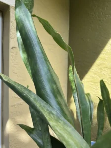 lfsan12-sansevieria-trifasciata-jaboa-IMG_1952