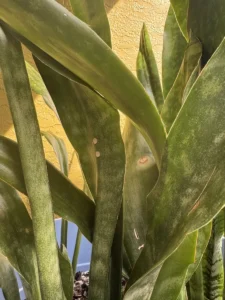 lfsan12-sansevieria-trifasciata-jaboa-IMG_1953