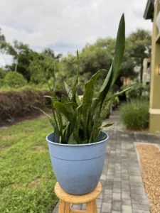 lfsan12-sansevieria-trifasciata-jaboa-IMG_2043