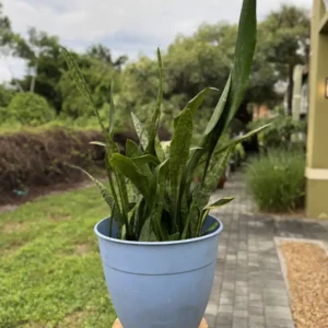 Sansevieria trifasciata ‘Jaboa’ – “MixTape” (Large)