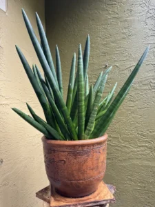 lfsan50-sansevieria-cylindrica-og-believe-IMG_2308