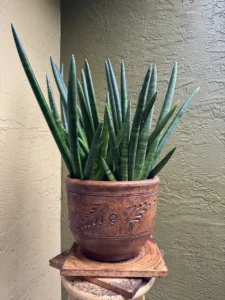 lfsan50-sansevieria-cylindrica-og-believe-IMG_2310