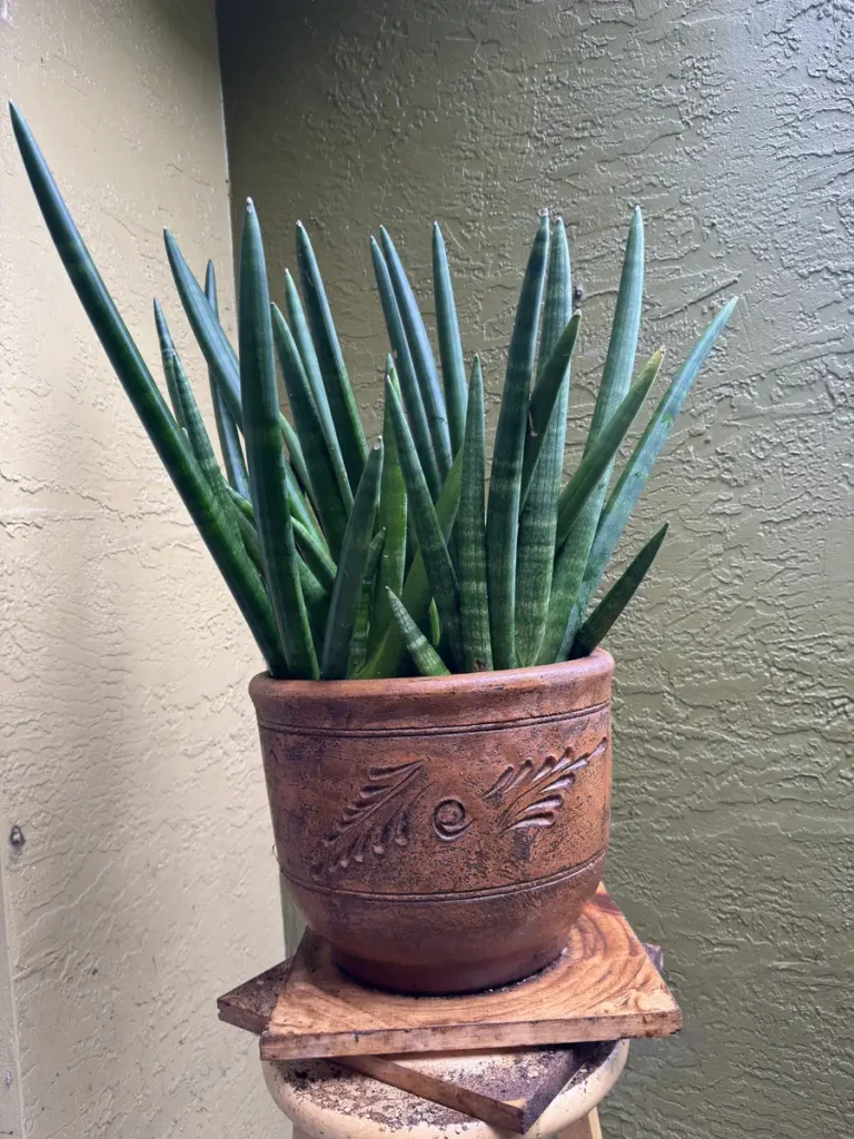 Sansevieria cylindrica – Spear Plant “OG BELIEVE” (XL)