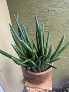 lfsan50-sansevieria-cylindrica-og-believe-IMG_2328