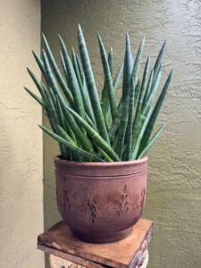 lfsan51-sansevieria-cylindrica-og-bmore-IMG_2332