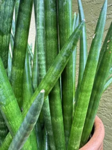 lfsan51-sansevieria-cylindrica-og-bmore-IMG_2336