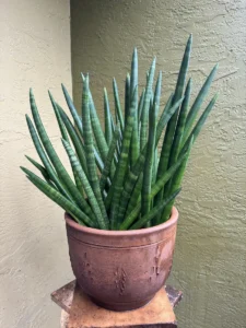 lfsan51-sansevieria-cylindrica-og-bmore-IMG_2338