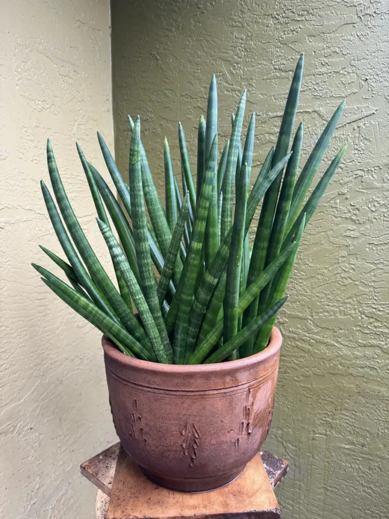 Sansevieria cylindrica – Cylindrical Snake Plant “OG BE MORE” (XL)