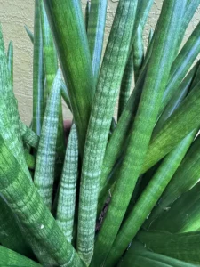 lfsan51-sansevieria-cylindrica-og-bmore-IMG_2346