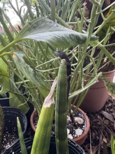 Lizards and Plants: Chillin’ Together in a South Florida Garden