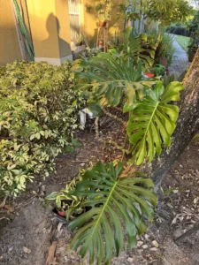 rbmon00-monstera-deliciosa-swiss-cheese-plant-IMG_4289