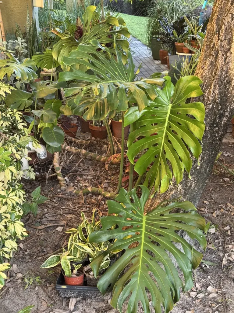 Monstera deliciosa – Swiss Cheese Plant “OG Sulley” (XXL)