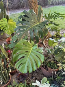 rbmon00-monstera-deliciosa-swiss-cheese-plant-IMG_4305