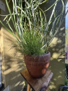 rfepb01-euphorbia-tirucalli-pencil-cactus-og-node-IMG_1749