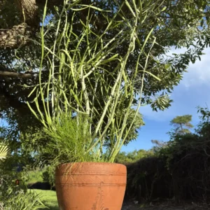Euphorbia tirucalli – Pencil Cactus "OG Node"  (XL) + Rhipsalis Mistletoe Cactus