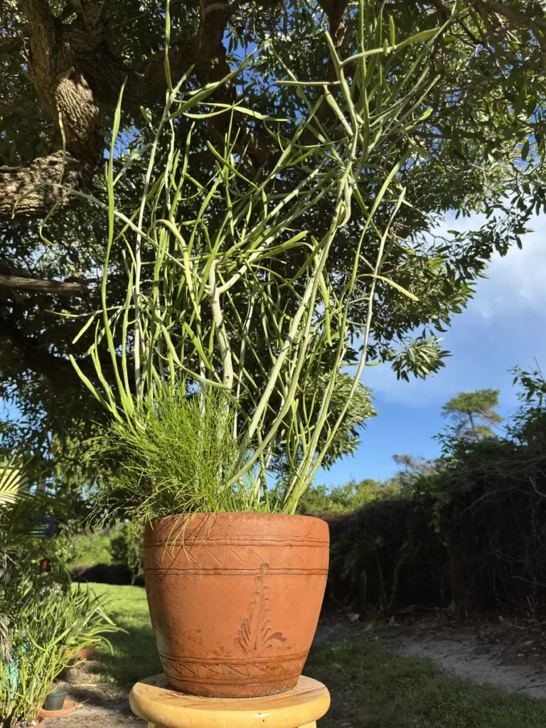 Euphorbia tirucalli – Pencil Cactus "OG Node" (XL) + Rhipsalis Mistletoe Cactus