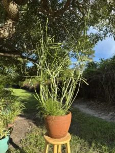 rfepb01-euphorbia-tirucalli-pencil-cactus-og-node-IMG_1776