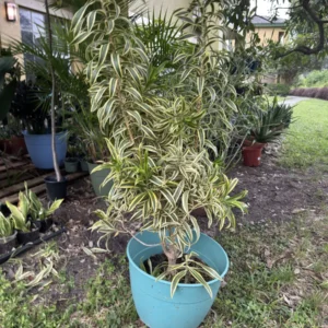 Dracaena reflexa var. angustifolia – Song of India “OG Samsara” (XL)