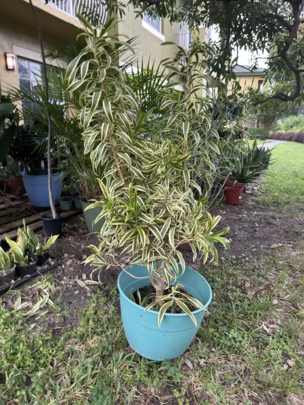 Dracaena reflexa var. angustifolia – Song of India “OG Samsara” (XL)