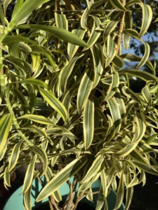 rfind00-dracaena-reflexa-angustifolia-song-of-india-mt-song-of-india-IMG_1783