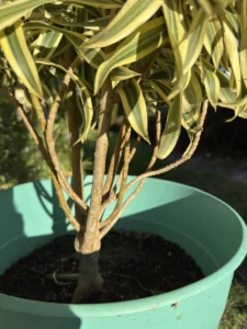 rfind00-dracaena-reflexa-angustifolia-song-of-india-mt-song-of-india-IMG_1784