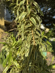 rfind00-dracaena-reflexa-angustifolia-song-of-india-mt-song-of-india-IMG_1790