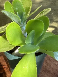 tknflp00-kalanchoe-thyrsiflora-flapjack-IMG_1739