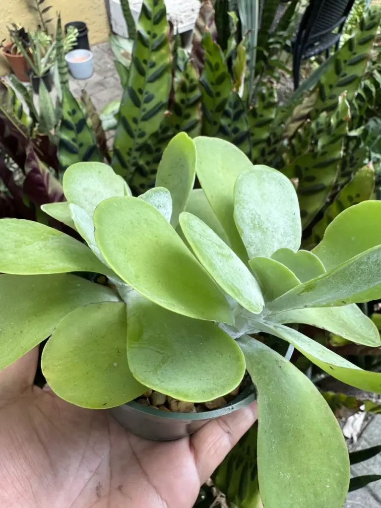 Kalanchoe thyrsiflora – Flapjack "Nahhan" (Small)