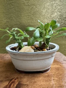 tknmdu00-euphorbia-stapelioides-medusa-plant-bathtub-IMG_1532