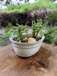 tknmdu00-euphorbia-stapelioides-medusa-plant-bathtub-IMG_1541
