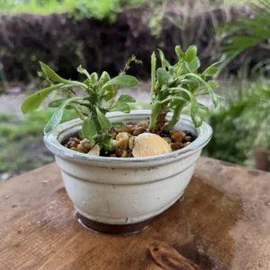 Euphorbia stapelioides – Medusa Plant "Bathtub" (Small)
