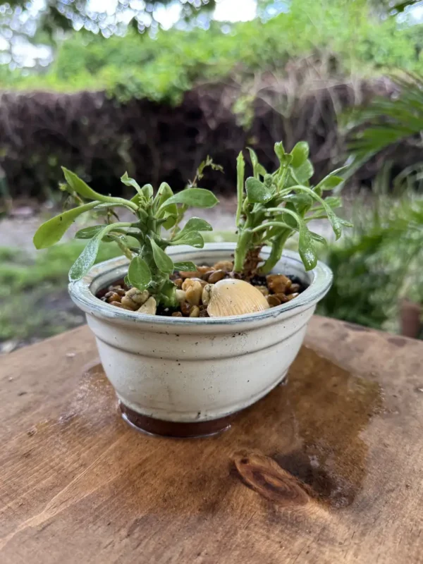 Euphorbia stapelioides – Medusa Plant "Bathtub" (Small)