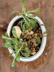 tknmdu00-euphorbia-stapelioides-medusa-plant-bathtub-IMG_1544