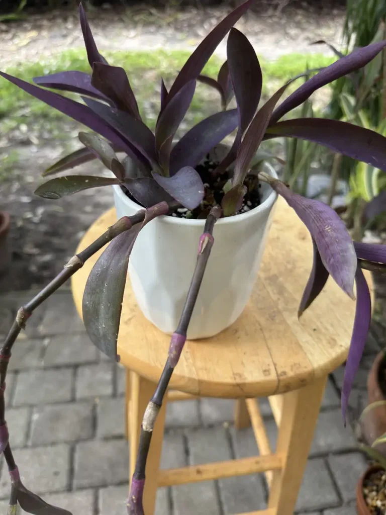 Tradescantia pallida – Purple Heart “Mora” (Small)