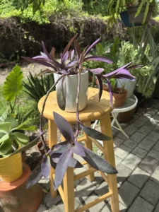 tknprp00-tradescantia-pallida-purple-heart-mora-IMG_2697