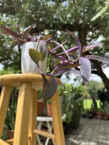 tknprp00-tradescantia-pallida-purple-heart-mora-IMG_2701