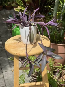 tknprp00-tradescantia-pallida-purple-heart-mora-IMG_2718